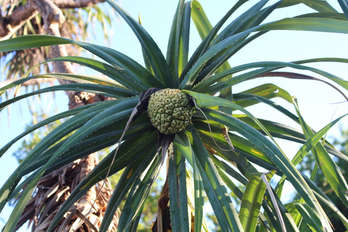 Pandanus odorifer (Forssk.) Kuntze